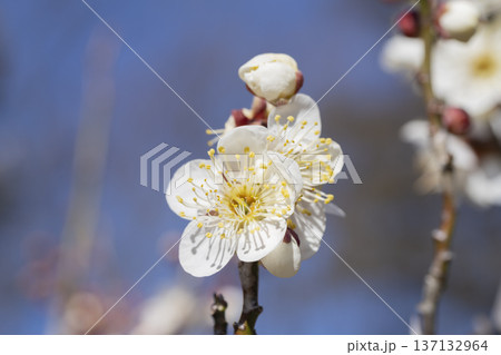 白い梅の花 白い梅の花 137132964