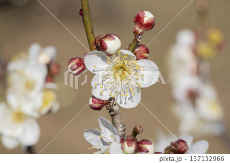 白い梅の花 白い梅の花 137132966