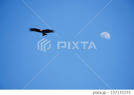 青空を飛ぶトビと薄白の半月 137133155