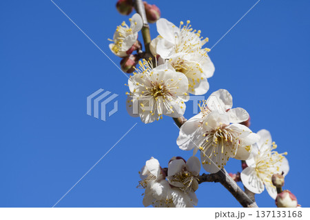 白い梅の花 137133168