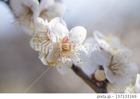 白い梅の花 137133169