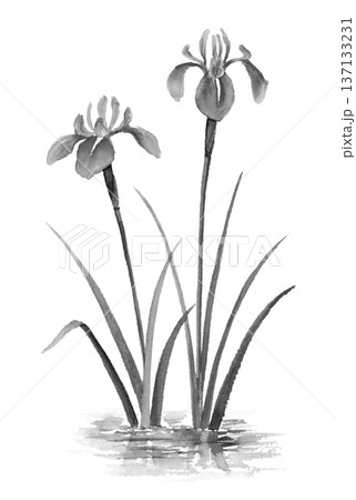 カキツバタの水墨画 カキツバタの水墨画 137133231