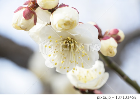 白い梅の花 白い梅の花 137133458