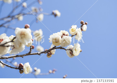 白い梅の花 白い梅の花 137133591