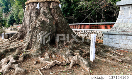 大貞八幡宮薦神社の神秘的な御神木 137134169