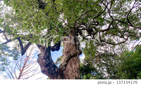大貞八幡宮薦神社の神秘的な御神木 137134170