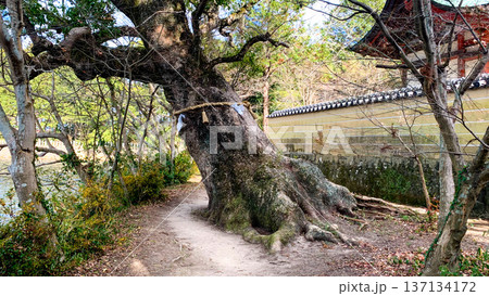大貞八幡宮薦神社の神秘的な御神木 137134172