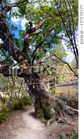 大貞八幡宮薦神社の神秘的な御神木 137134173
