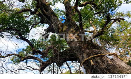 大貞八幡宮薦神社の神秘的な御神木 137134174