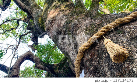 大貞八幡宮薦神社の神秘的な御神木 137134175