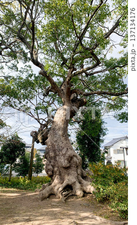 大貞八幡宮薦神社の神秘的な御神木 137134176