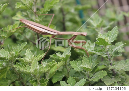 忍び寄り、　草につかまる、カマキリ 137134196