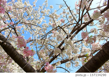 澄み渡る青空に映える白とピンクの桜の花びら 137134290