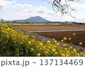 筑西市　川の一里塚からの筑波山　桜と菜の花 137134469