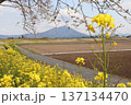 筑西市　川の一里塚からの筑波山　桜と菜の花 137134470