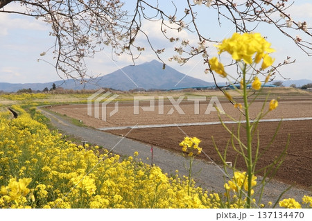 筑西市 川の一里塚からの筑波山 桜と菜の花 筑西市 川の一里塚からの筑波山 桜と菜の花 137134470