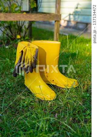 Gardening tools on outdoor greenery background. Concept of homegrown farm healthy living. Yellow boots with bucket and garden gloves  137134472