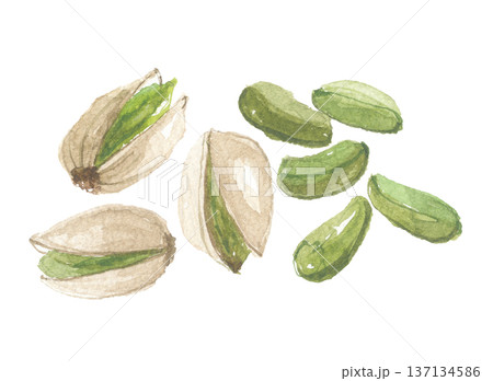 水彩で描いた ピスタチオ 137134586