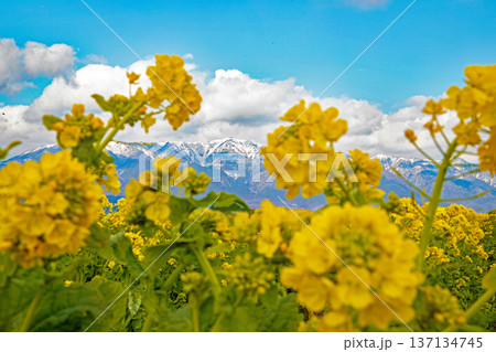 家の周りの草花 四季の色々 満開の菜の花畑と雲に覆われ白銀輝く比良山系の山々 家の周りの草花 四季の色々 満開の菜の花畑と雲に覆われ白銀輝く比良山系の山々 137134745