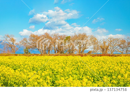 家の周りの草花　四季の色々　満開の菜の花畑と雲に覆われ白銀輝く比良山系の山々　 137134758