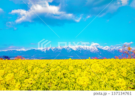 家の周りの草花 四季の色々 満開の菜の花畑と雲に覆われ白銀輝く比良山系の山々 家の周りの草花 四季の色々 満開の菜の花畑と雲に覆われ白銀輝く比良山系の山々 137134761