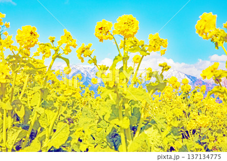 家の周りの草花 四季の色々 満開の菜の花畑と雲に覆われ白銀輝く比良山系の山々 家の周りの草花 四季の色々 満開の菜の花畑と雲に覆われ白銀輝く比良山系の山々 137134775