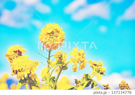 家の周りの草花 四季の色々 満開の菜の花畑と雲に覆われ白銀輝く比良山系の山々 家の周りの草花 四季の色々 満開の菜の花畑と雲に覆われ白銀輝く比良山系の山々 137134776