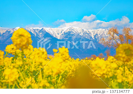 家の周りの草花 四季の色々 満開の菜の花畑と雲に覆われ白銀輝く比良山系の山々 家の周りの草花 四季の色々 満開の菜の花畑と雲に覆われ白銀輝く比良山系の山々 137134777