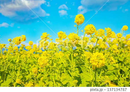 家の周りの草花　四季の色々　満開の菜の花畑と雲に覆われ白銀輝く比良山系の山々　 137134787