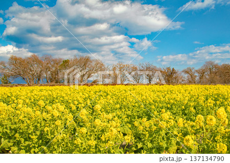 家の周りの草花 四季の色々 満開の菜の花畑と雲に覆われ白銀輝く比良山系の山々 家の周りの草花 四季の色々 満開の菜の花畑と雲に覆われ白銀輝く比良山系の山々 137134790
