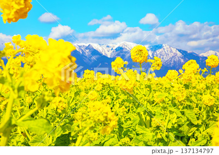 家の周りの草花 四季の色々 満開の菜の花畑と雲に覆われ白銀輝く比良山系の山々 家の周りの草花 四季の色々 満開の菜の花畑と雲に覆われ白銀輝く比良山系の山々 137134797