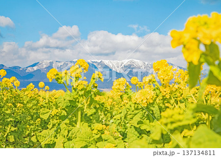 家の周りの草花 四季の色々 満開の菜の花畑と雲に覆われ白銀輝く比良山系の山々 家の周りの草花 四季の色々 満開の菜の花畑と雲に覆われ白銀輝く比良山系の山々 137134811