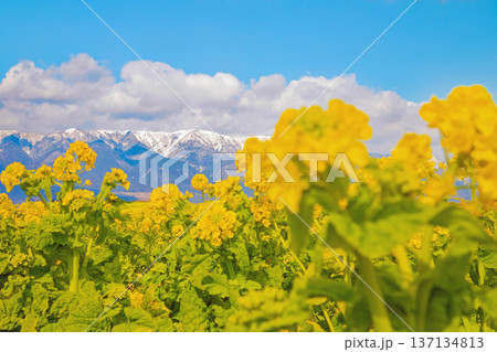 家の周りの草花　四季の色々　満開の菜の花畑と雲に覆われ白銀輝く比良山系の山々　 137134813