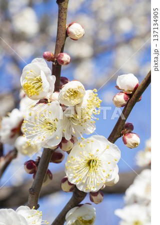 白い梅の花 白い梅の花 137134905