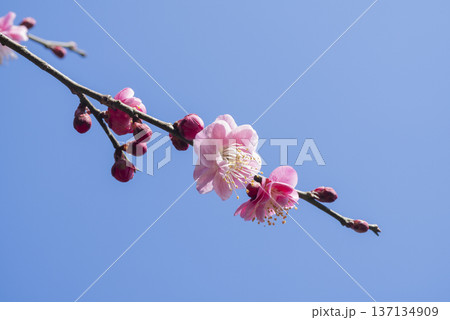 ピンクの梅の花 ピンクの梅の花 137134909