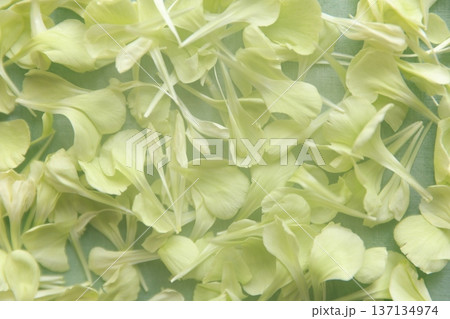 黄緑色のカーネーションの花びら 黄緑色のカーネーションの花びら 137134974
