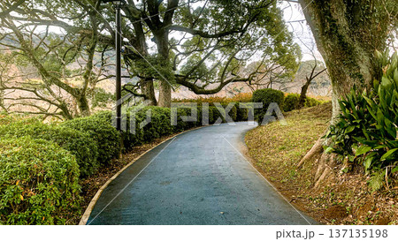 冬の甘木公園 冬の甘木公園 137135198