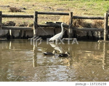 ため池に水鳥 ため池に水鳥 137135239