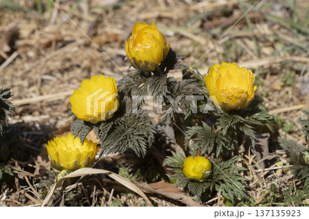 フクジュソウの花 137135923