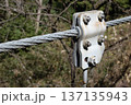 吊り橋ケーブルと金具の力強いクローズアップ02 137135943