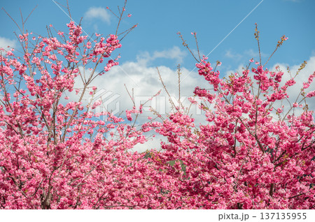 Himalayan cherry blossom (or Sakura) flowers blooming in the downtown of Lijiang, China. 137135955