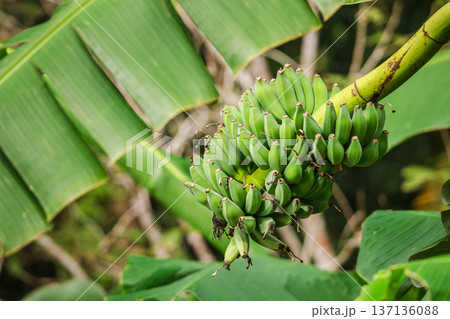 Cluster of unripe green bananas hanging from a tropical banana tree surrounded by broad leaves and lush vegetation, concept of organic farming and fresh fruit growing in natural rainforest setting 137136088