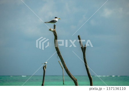 Great crested tern perched on wooden shrimp trap pole above turquoise sea on Koh Samui with tropical sky Great crested tern perched on wooden shrimp trap pole above turquoise sea on Koh Samui with tropical sky 137136110