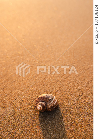 Seashell on golden sandy beach with soft sunlight and minimal natural background Seashell on golden sandy beach with soft sunlight and minimal natural background 137136124