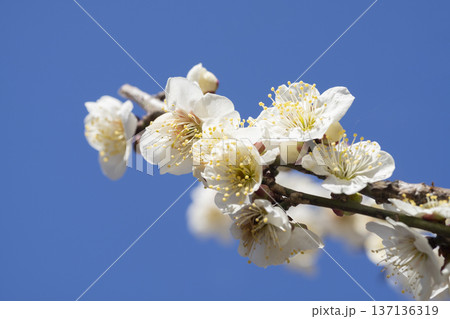白い梅の花 137136319