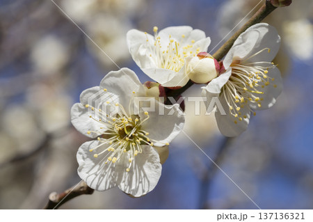 白い梅の花 137136321