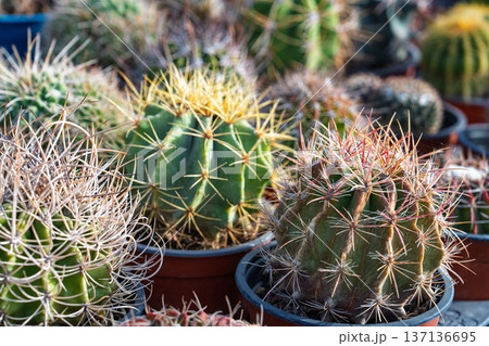 Diverse Cactus Collection in Pots A Botanical Garden Display of Spiky Succulents 137136695