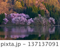 中綱湖の大山桜 137137091