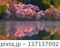 中綱湖の大山桜 137137092