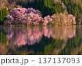 中綱湖の大山桜 137137093